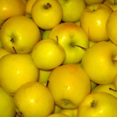 Яблоня 'Кулундинское'