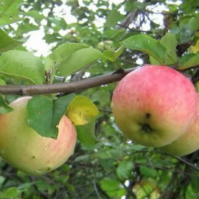 Яблоня 'Быстрица'