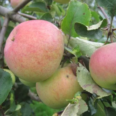 Яблоня 'Бочонок'