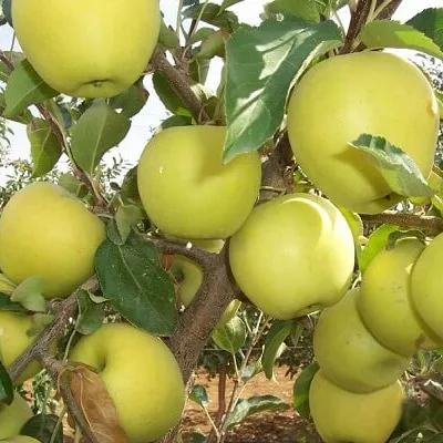 Яблоня 'Айнур'
