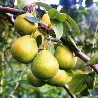 Груша 'Космическая'