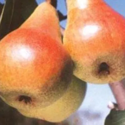 Груша 'Курортница'