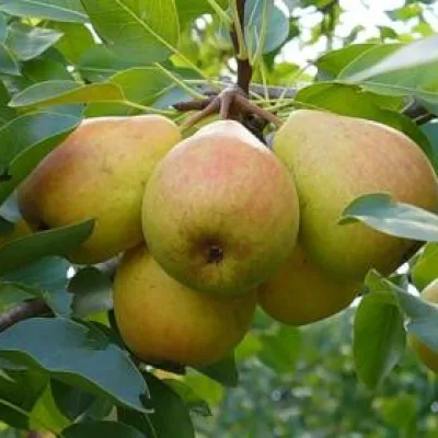 Груша 'Кубанка'