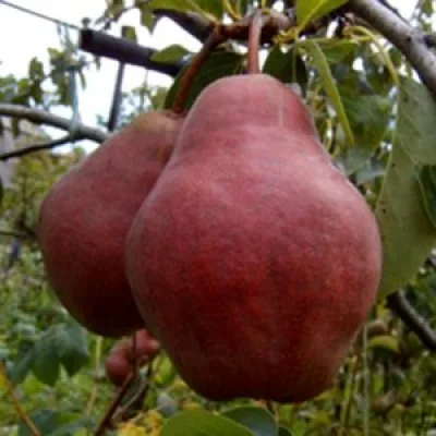 Груша 'Любина'