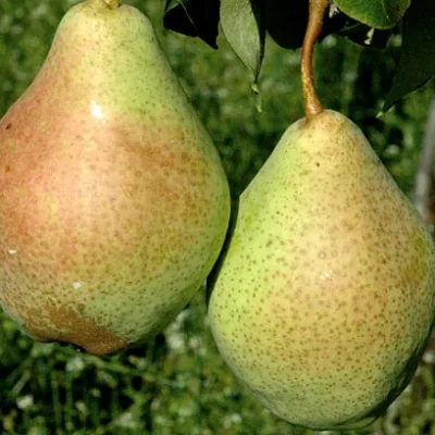 Груша 'Мария'