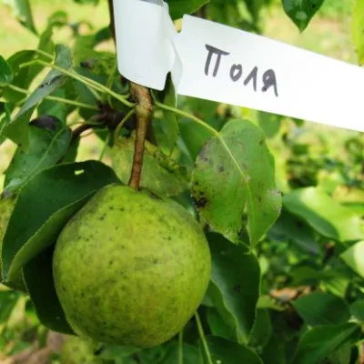 Груша 'Поля'