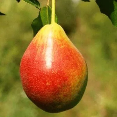 Груша 'Потаповская'