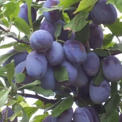 Слива домашняя 'Андреевская'