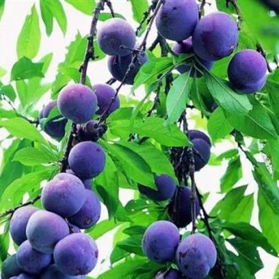 Слива домашняя 'Кубанская легенда'
