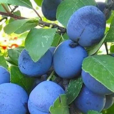 Слива домашняя 'Куйбышевская синяя'