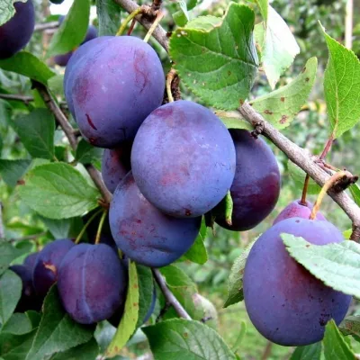 Слива домашняя 'Кубанская ранняя'