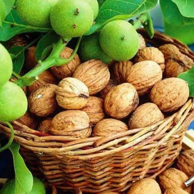 Орех грецкий 'Изящный'