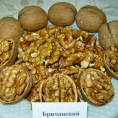 Орех грецкий 'Бричанский'
