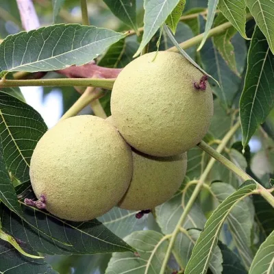 Орех грецкий 'Лунгуеце'