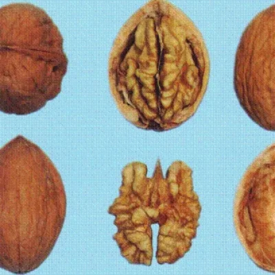 Орех грецкий 'Яривский'