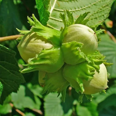 Фундук 'Кубань'