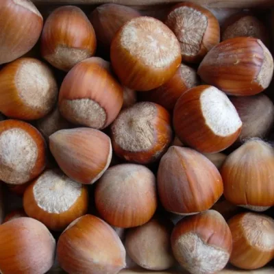 Фундук 'Карамановский'