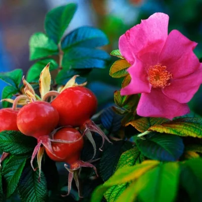 Шиповник 'Рубин'