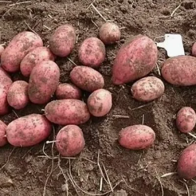 Картофель Беллароза