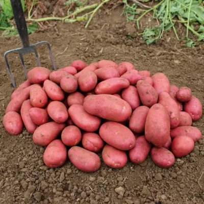 Картофель Ред Скарлетт