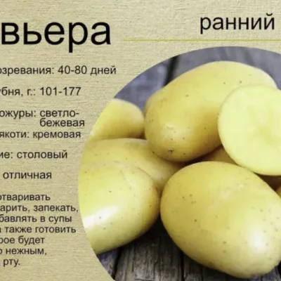Картофель Ривьера
