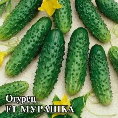 Огурец 'Мурашка F1'