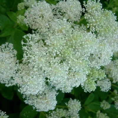 Цеанотус американский