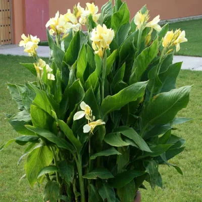 Канна индийская