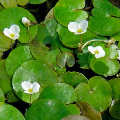 Водокрас лягушачий
