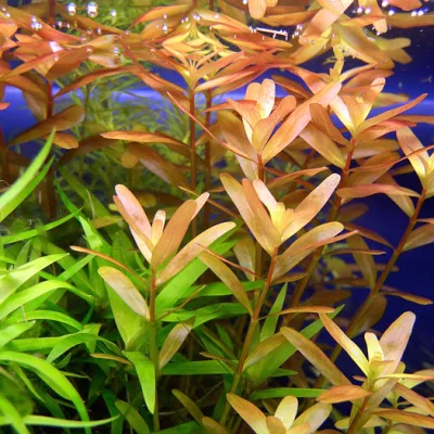 Ротала индийская