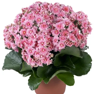 Каланхоэ