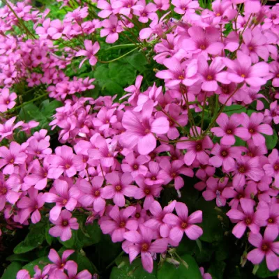 Кислица розовая