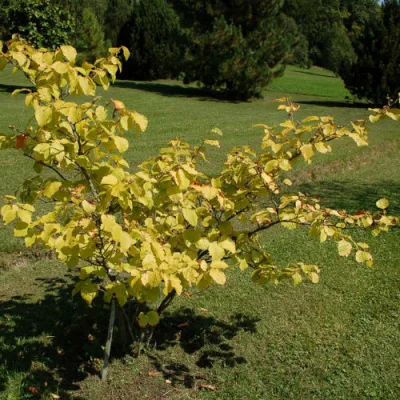 Гамамелис виргинский