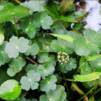 Гидрокотила лютиковая