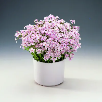 Флокс