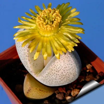 Динтерантус мелкосемянный