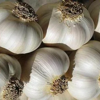 Чеснок яровой 'Алейский'
