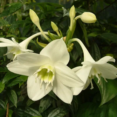 Эухарис амазонский