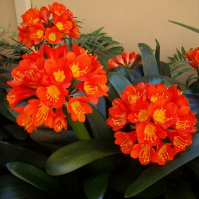 Кливия киноварная