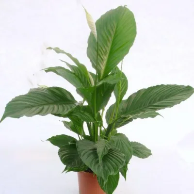 Спатифиллум уолисса 'Свит Романо'