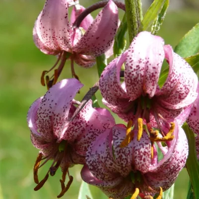 Лилия кудреватая
