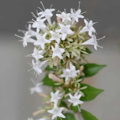 Абелия китайская