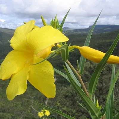 Алламанда узколистная