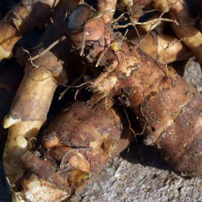 Подсолнечник клубненосный 'Интерес'
