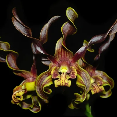 Дендробиум ракушковидный