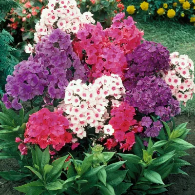 Флокс метельчатый