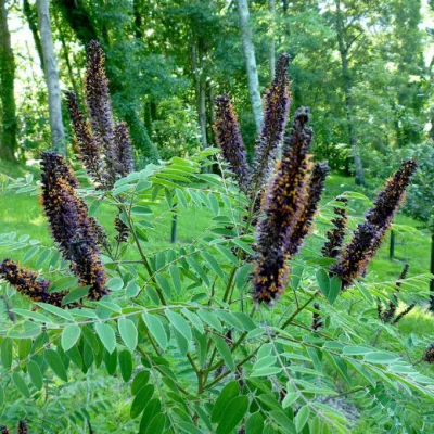 Аморфа кустарниковая