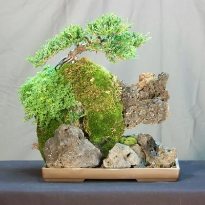 Можжевельник китайский