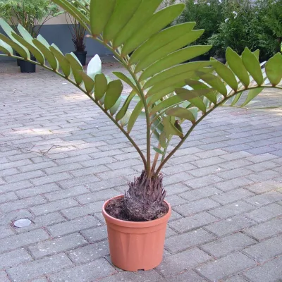 Замия шершавая
