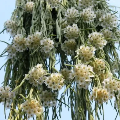 Хойя линеарис